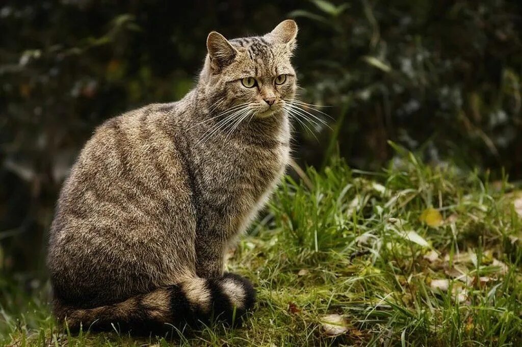 Порода лесной кот фото Лекция "Дикие кошки нашего края" - ГБУ РД "Дербентский музей-заповедник"