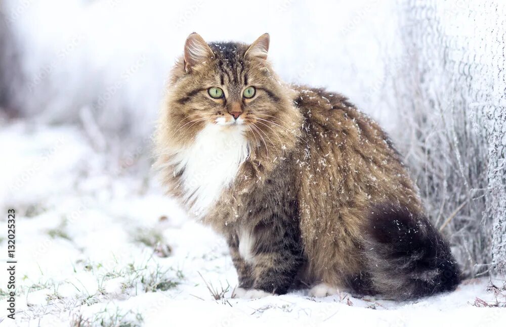 Порода лесной кот фото winter portrait of a Siberian cat Фотографія Stock Adobe Stock