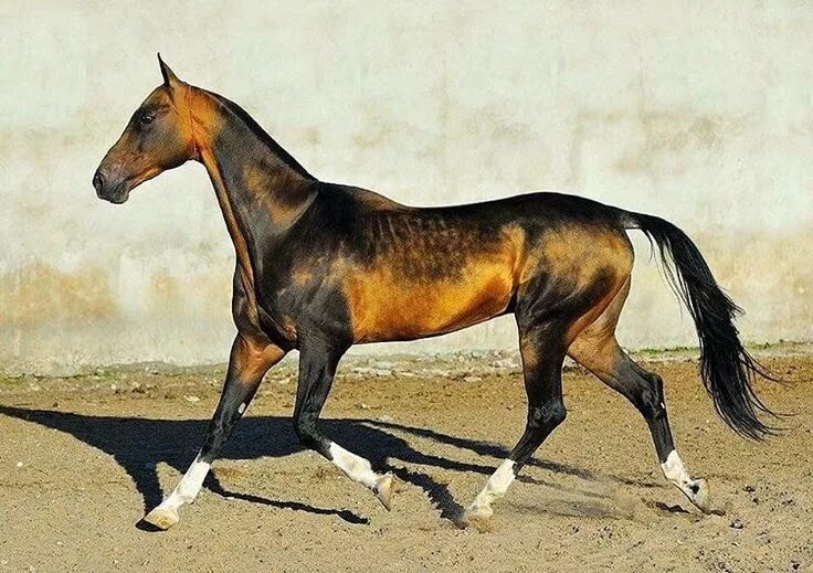 Порода лошадей ахалтекинец фото Consulta esta foto de Instagram de @horsesplanet * 1,961 Me gusta Akhal teke hor