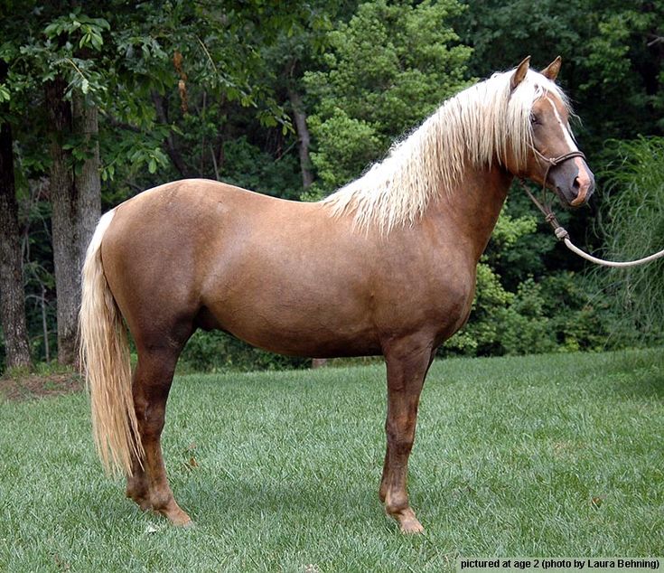 Порода лошадей фото цена GabCreek Farm: Gab Creek Golden Vaquero, Palomino Foundation Morgan Stallion Pal