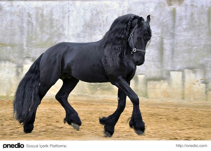 Порода лошадей фото цена #noble# black# wow Caballo frisón, Fotos de caballos salvajes, Frisón