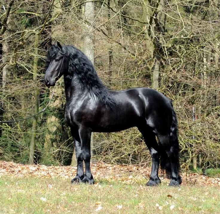 Порода лошадей фото цена Welcome To Nature on Twitter Stallion horses, Friesian horse, Beautiful horses