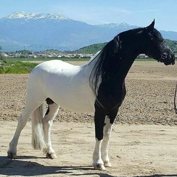 Порода лошадей фото цена Pin by Sodré on horse/cavalos/jegue e burro Horses, Rare horses, Beautiful horse