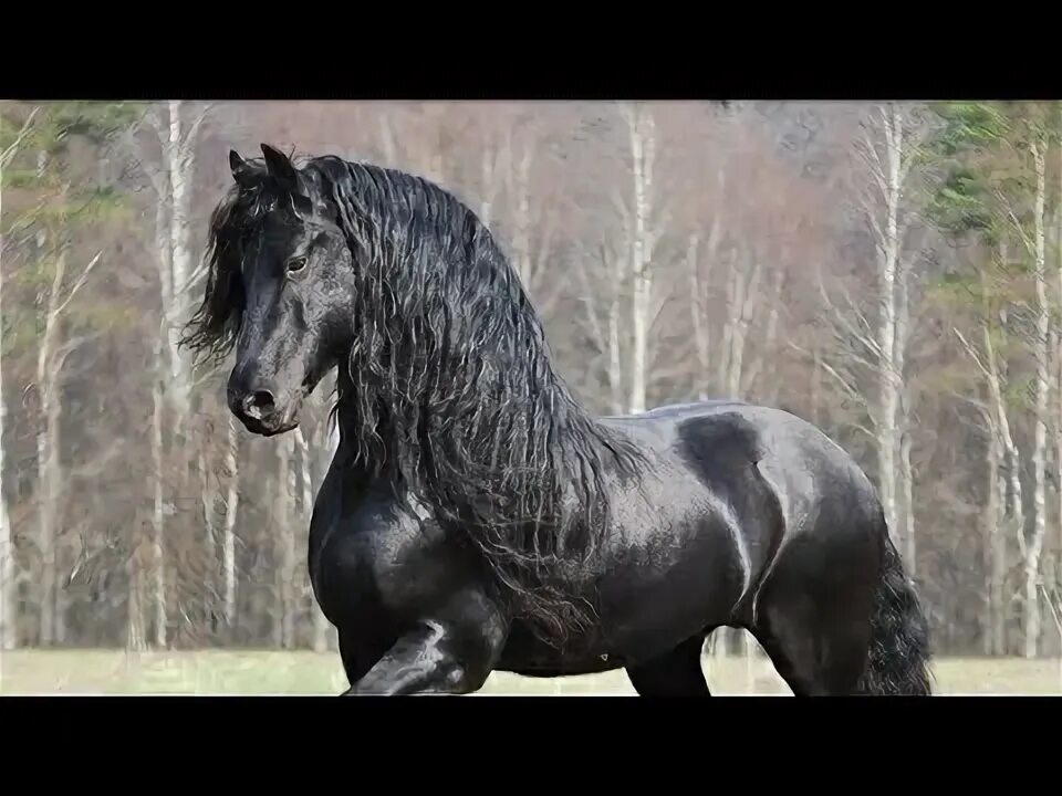 Порода лошадей фриз фото Beautiful Horses on Planet Earth in Telugu - YouTube