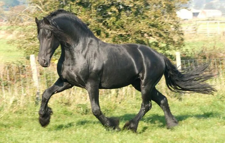 #noble# black# wow Caballo frisón, Fotos de caballos salvajes, Frisón