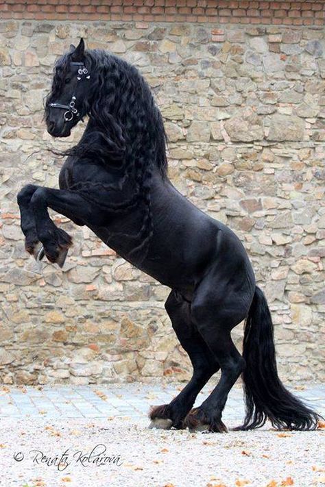 Порода лошадей фриз фото Beautiful Black Friesian Horses: Majestic and Graceful