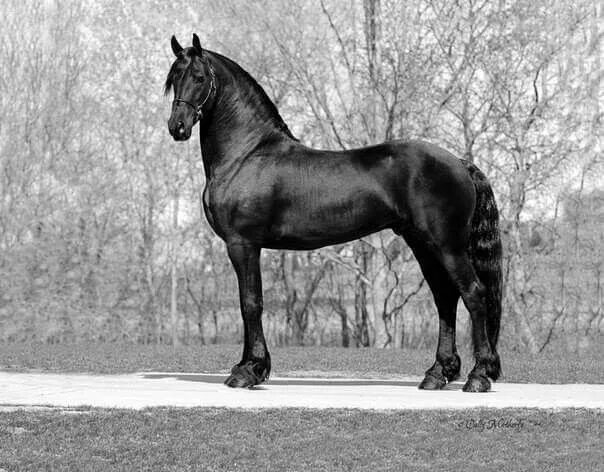 Порода лошадей фриз фото Pin by Carpe Diem on Noble bruto Friesian horse, Horse breeds, Horses