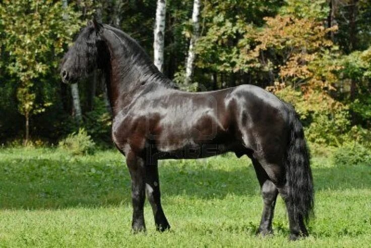 Порода лошадей фриз фото Pin von Bailey Dorn auf As Black As A Moonless Night Friesians!