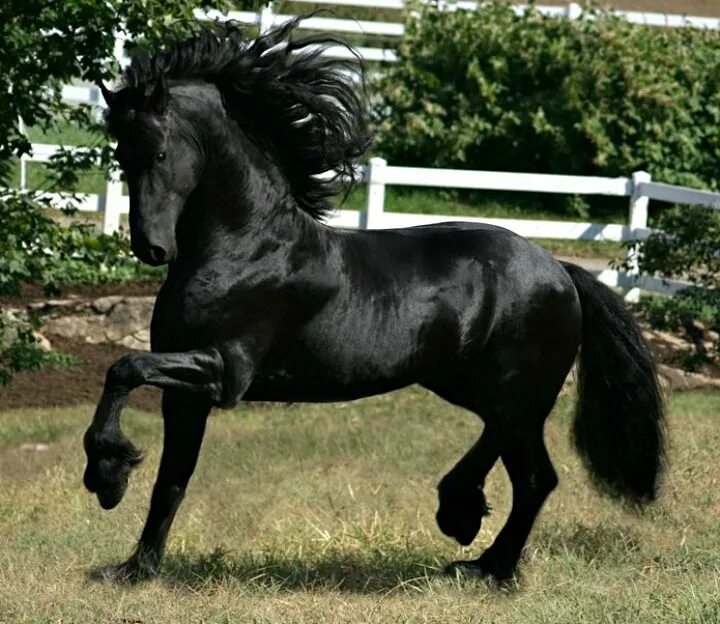 Порода лошадей фриз фото Friesian stallion, Othello. He is of the original, heavy baroque type developed 