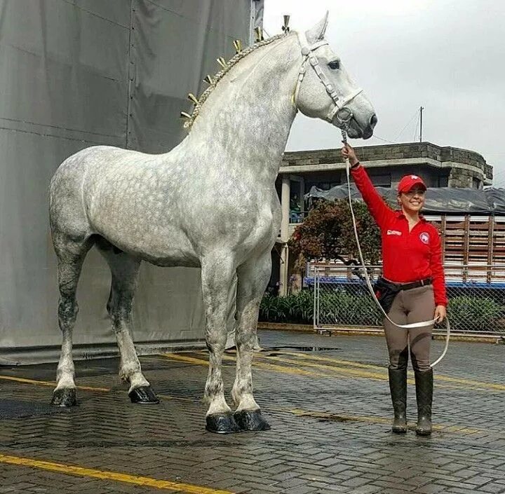 Порода лошадей першерон фото Pin on Percheron, Friesian & Clydesdale Horses