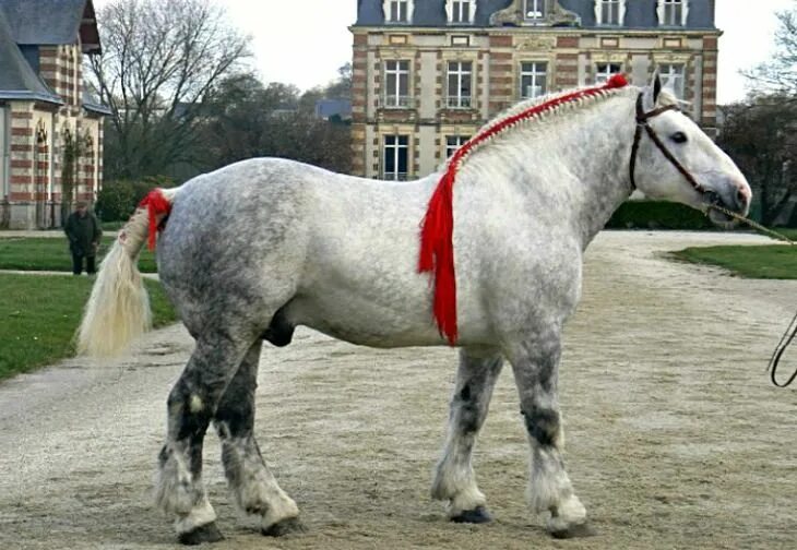 Порода лошадей першерон фото Percheron stallion, old classic type. A draft horse developed in the 18th and 19