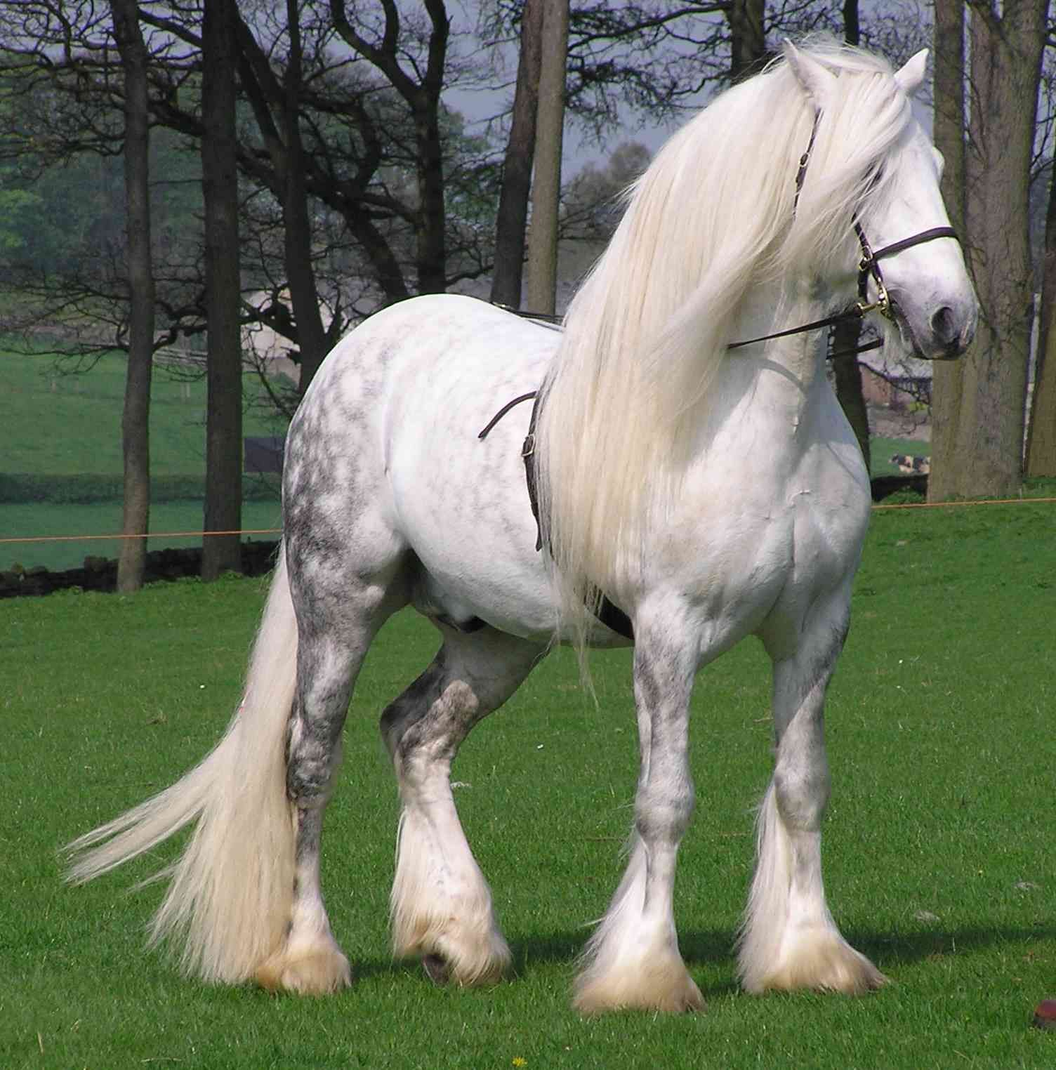 Pin by Pia Marcett B. on Caballos Percheron horses, Big horses, Horse breeds