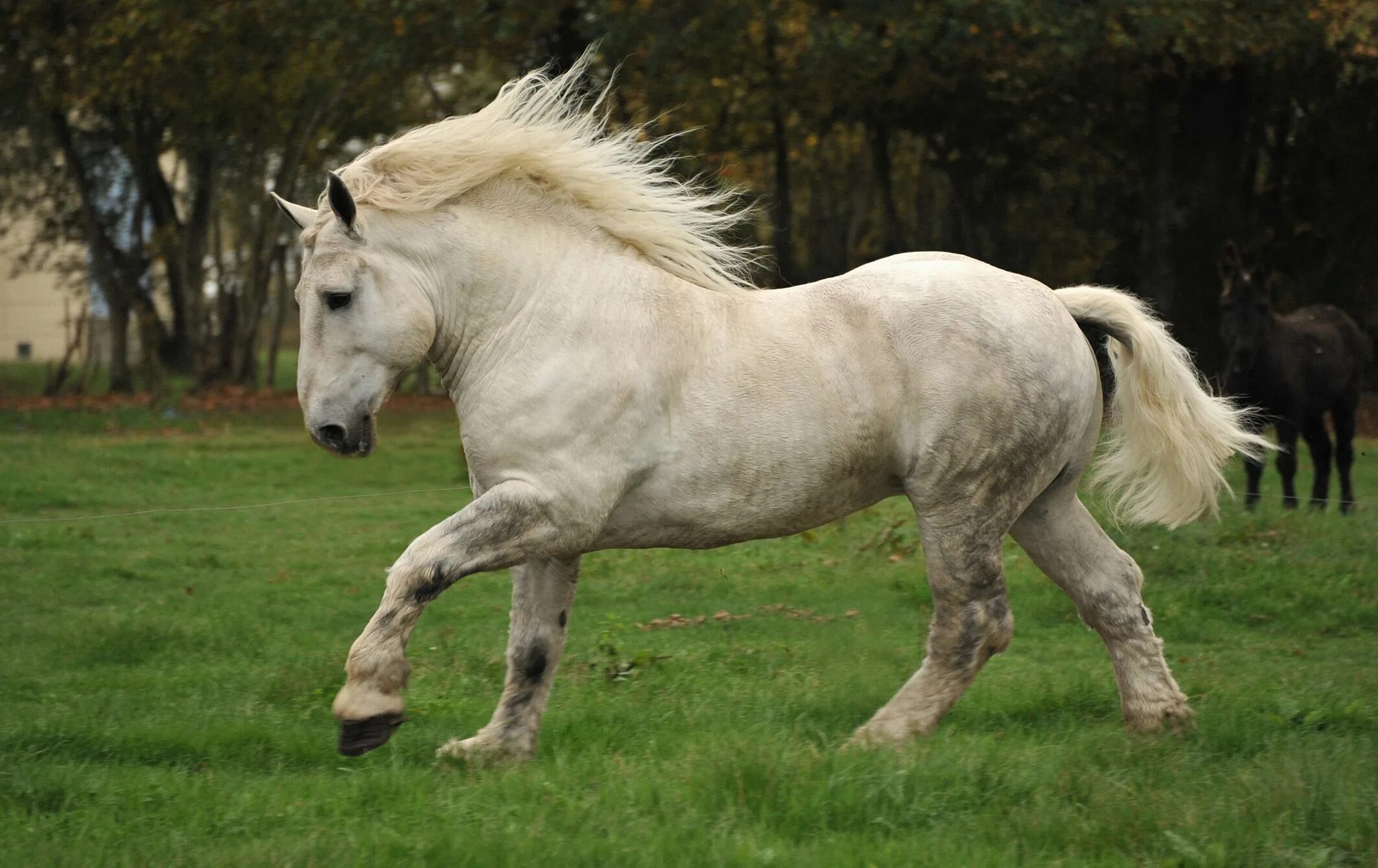 Порода лошадей першерон фото Percheron 3 Percheron horses, Beautiful horses, Horses