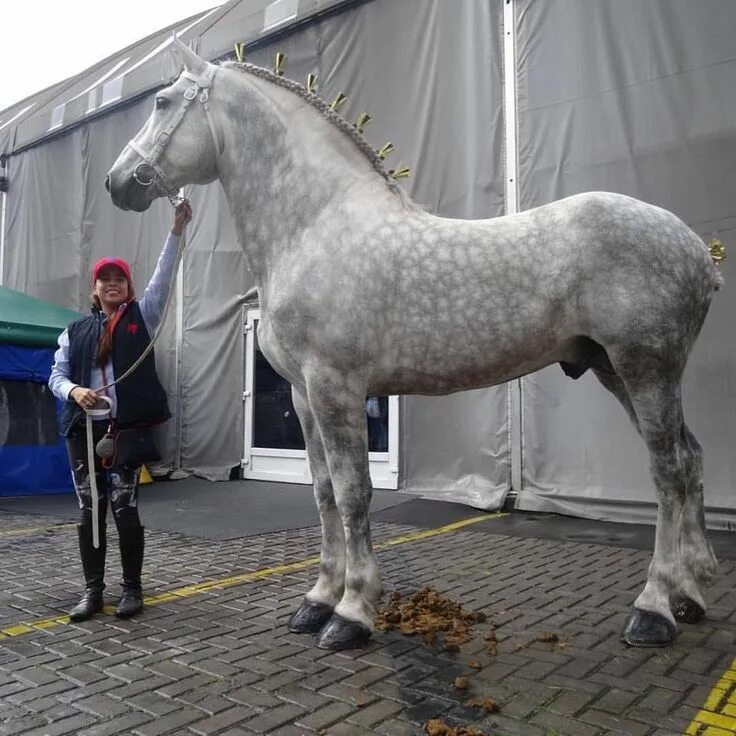 Порода лошадей першерон фото Pin by Pia Marcett B. on Caballos Percheron horses, Big horses, Horse breeds