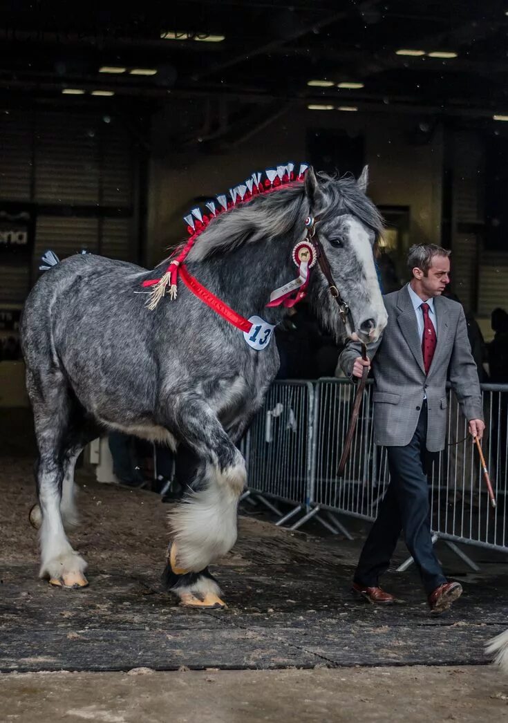 Порода лошадей першерон фото spring shire show Big horses, Horse breeds, Clydesdale horses