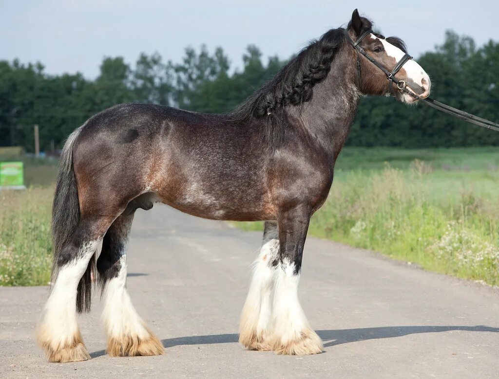 Порода лошадей шайр фото Лошади КСК Левадия, шайр, horse Лошади, фотографии лошадей. Flickr