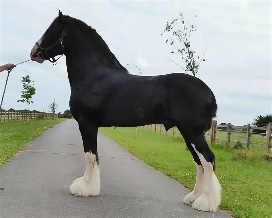 Порода лошадей шайр фото Beautiful Black Clydesdale Horses: Discover the Majestic Beauty