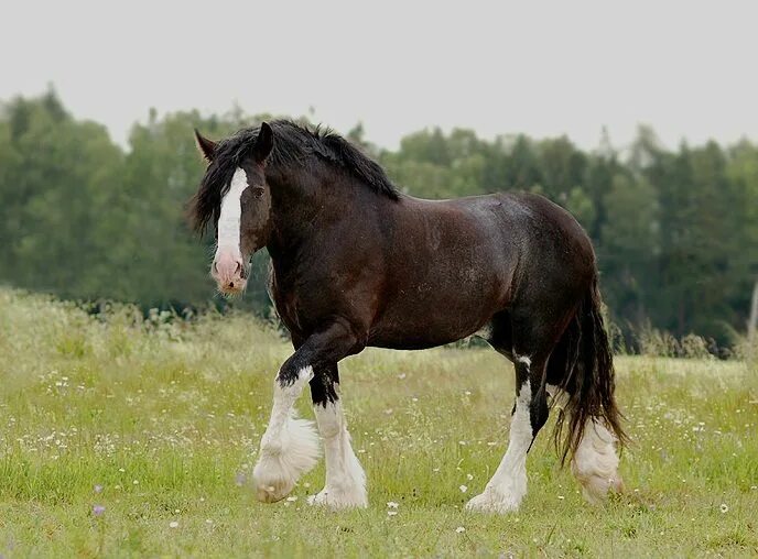 Шайрская тяжелоупряжная порода Big horses, Shire horse, Horses