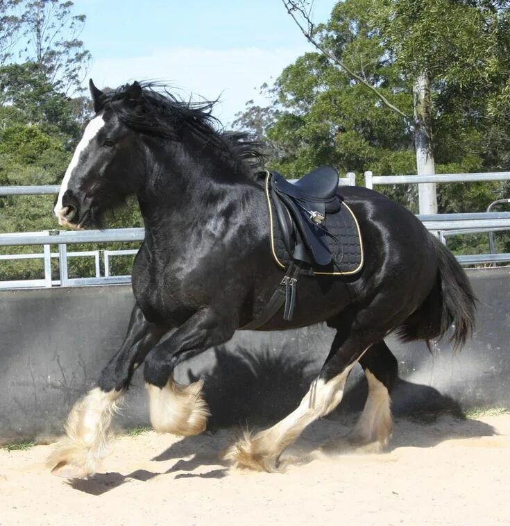 Порода лошадей шайр фото Pin on Shires