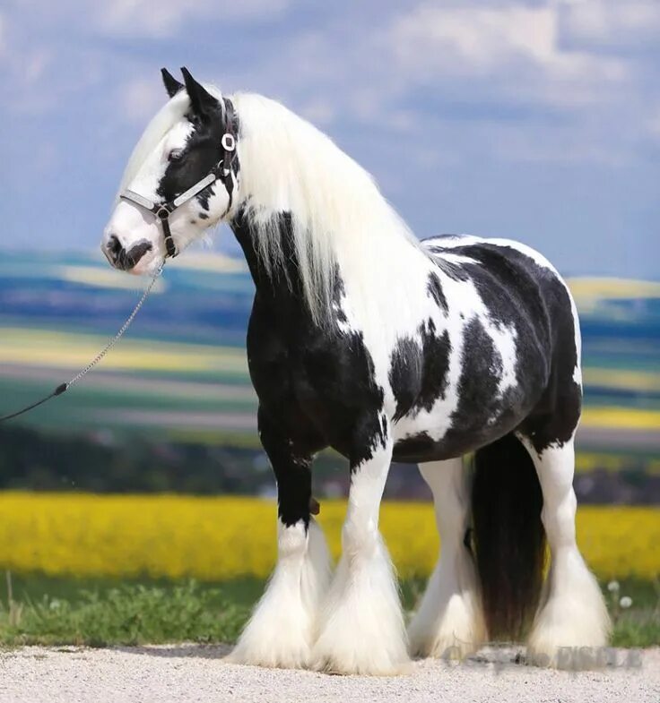 Порода лошадей шайр фото Пин на доске Horses - Draft Horses