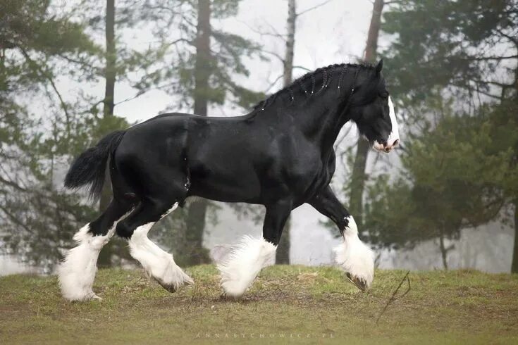 Порода лошадей шайр фото Pin on Clydesdales/Shire/Black Forest & more Big horses, Horses, Clydesdale hors