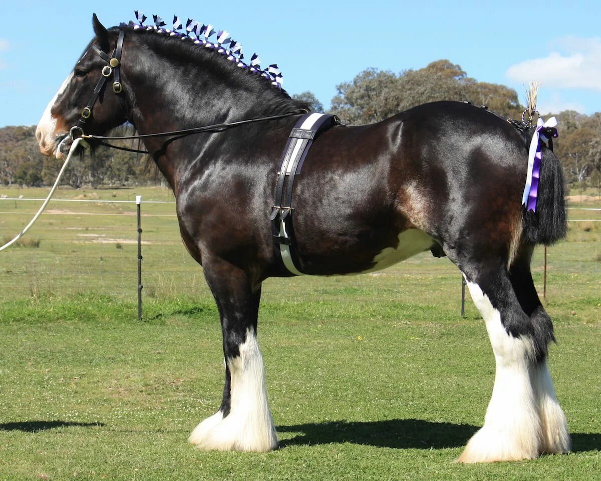 Порода лошадей шайр фото Darkmoor Shire Horse Stud Breeding With Our Shire Stallions - Darkmoor Shire Hor