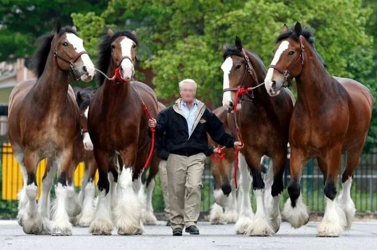 Порода лошадей шайр фото Le Clydestale - Le Clydestale en main Big horses, Horses, Clydesdale horses