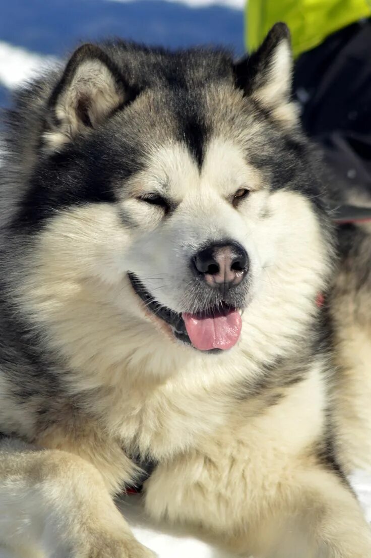 Порода маламут щенки фото malamut day Alaskan malamute, Malamute puppies, Malamute dog