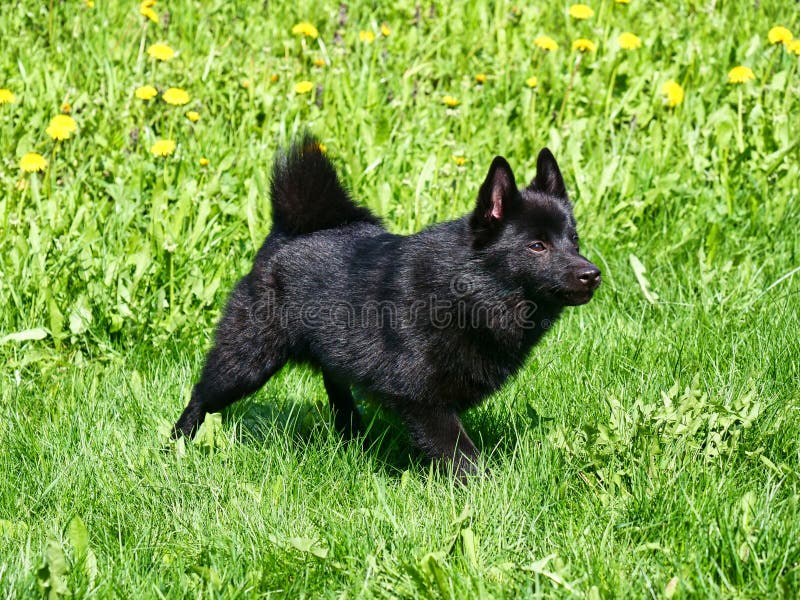 Порода маленькая овчарка шипперке фото Little Belgian Shepherd Schipperke Stands on a Green Lawn Stock Image - Image of