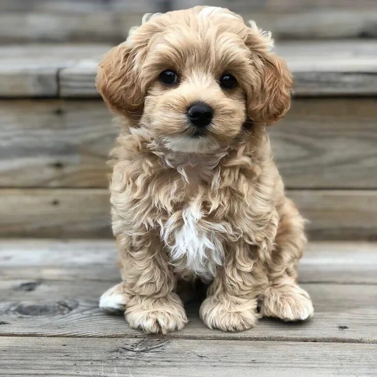 Порода мальтипу фото цена щенка Pin on Alma Macabe Animal and amanzing View Maltipoo dog, Cavapoo puppies, Puppi