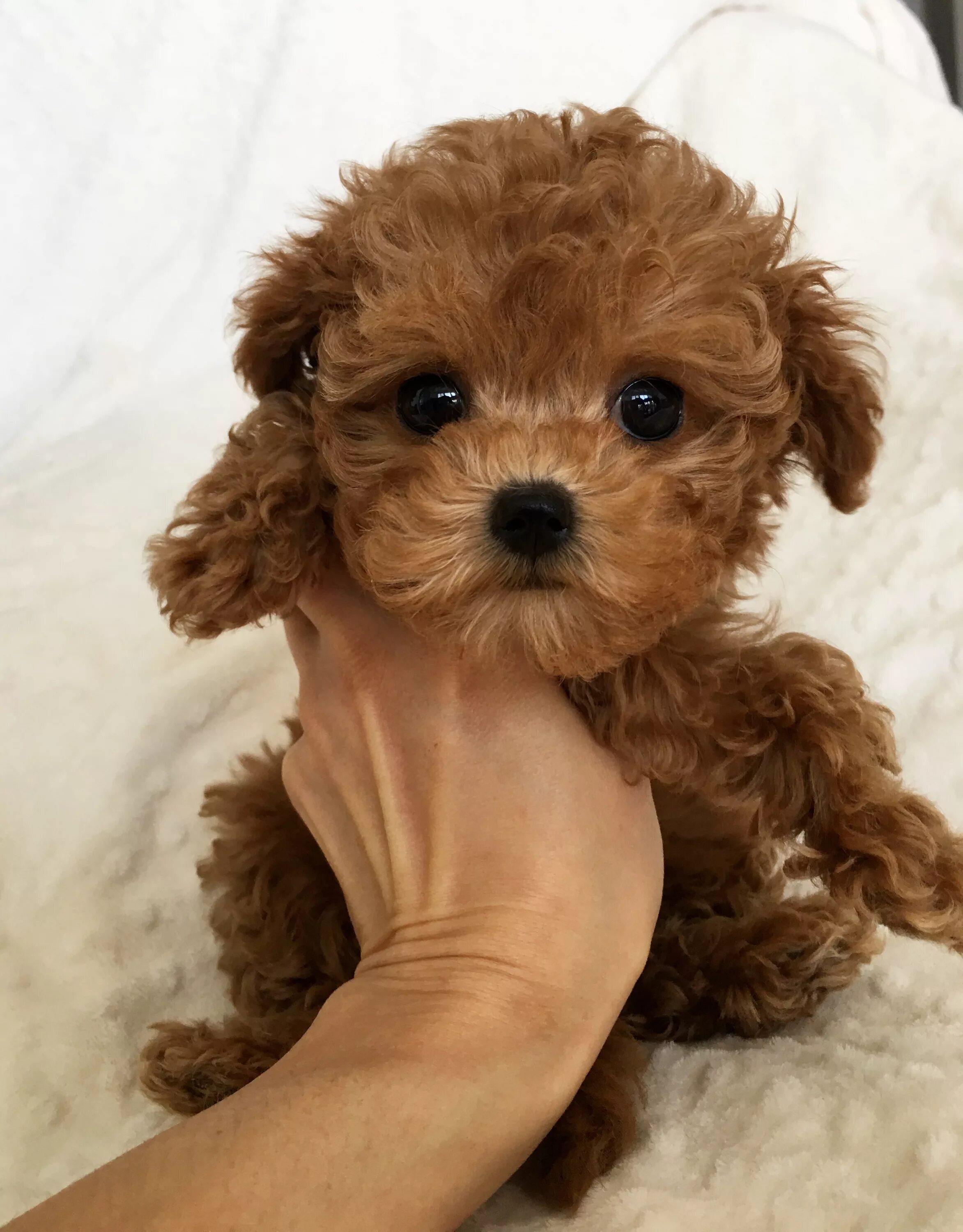 Порода мальтипу фото цена щенка Teacup maltipoo Multipoo puppy Bebe - iHeartTeacups