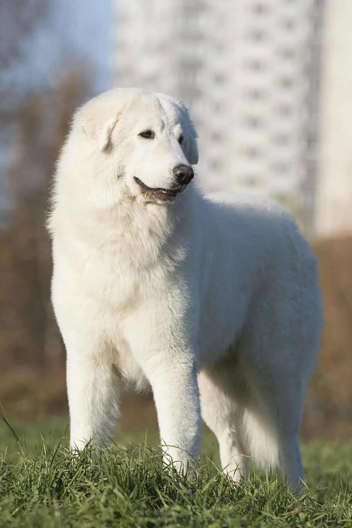 Порода маремма абруццкая овчарка фото Italian Shepherd Maremma (PHOTO) - Gorodprizrak