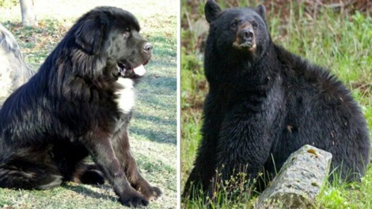 Порода медведей фото и названия black bear dog breed Online Shopping