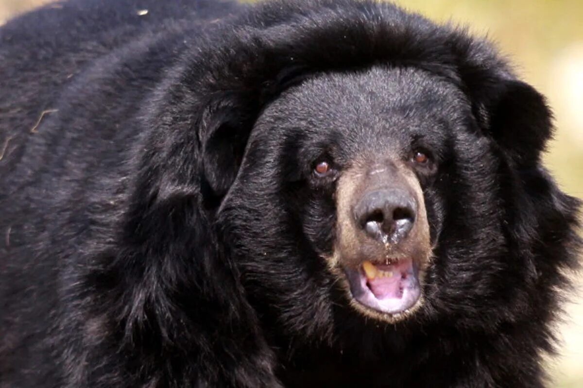 Порода медведей фото и названия Chinese man raises two puppies which turn out to be endangered black bears The I