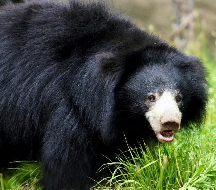 Порода медведей фото и названия The sloth bear (Melursus ursinus), also known as the Stickney bear or labiated b