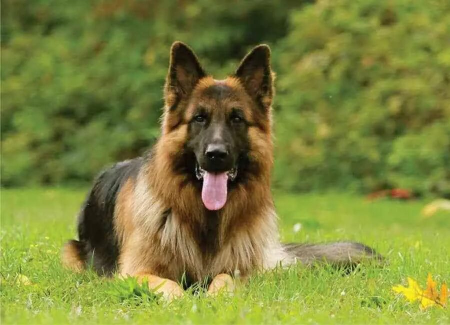 Порода немецкая овчарка фото Male VS. Female German Shepherds: What's The Difference? - Puppy FAQ German shep