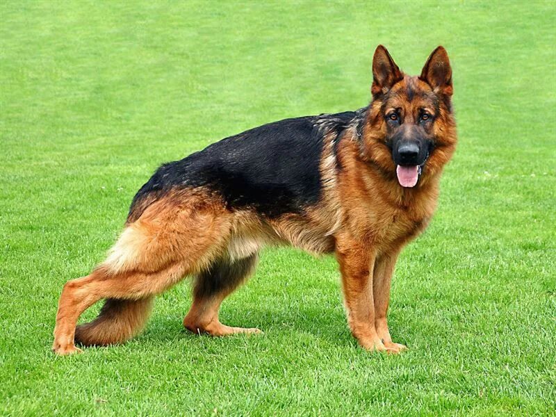 Порода немецкая овчарка фото German Shepherds Double coat are undoubtedly the best and most loyal dogs in the