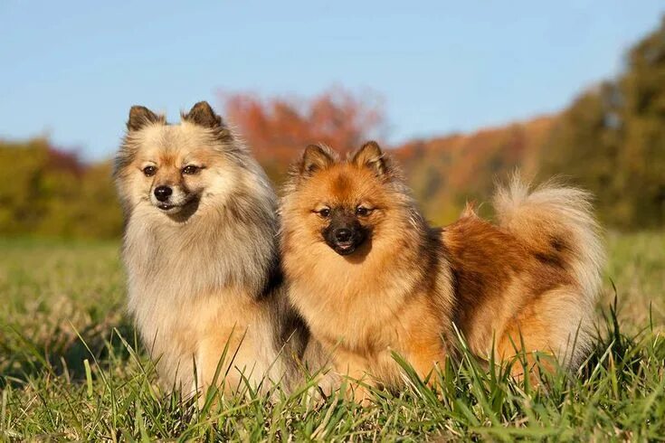 Порода немецкий шпиц фото German Spitz (Mittel & Klein) adults Cute small dogs, Dog breeds, Cutest small d