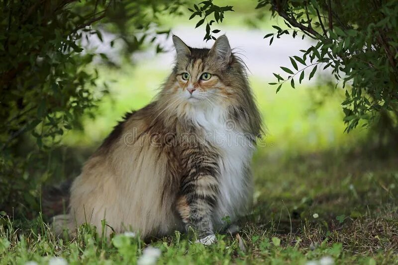 Порода норвежская лесная фото Norwegian Forest Cat Female Resting in Garden Stock Photo - Image of breed, fluf