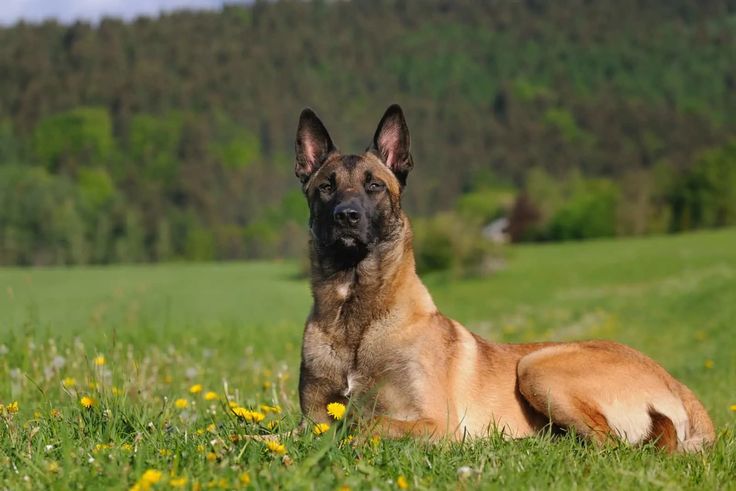 Порода овчарки малинуа фото How Much Do Belgian Malinois Cost? All You Need To Know Belgian malinois, Malino