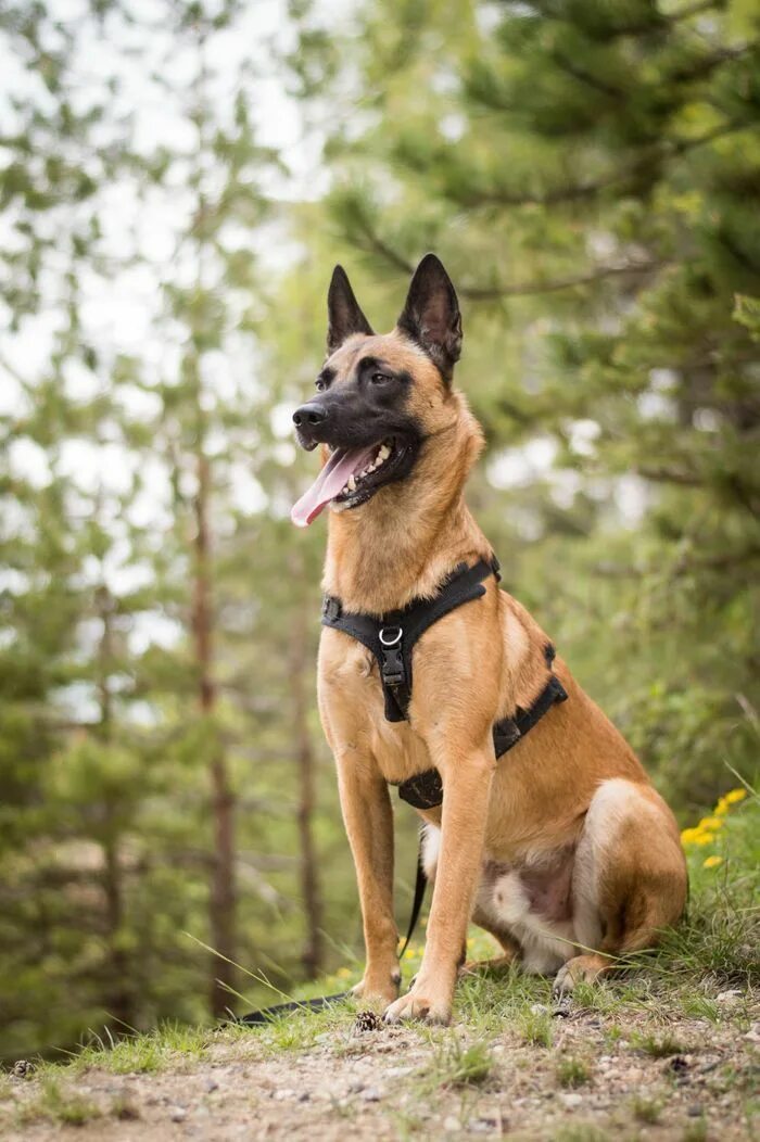 Порода овчарки малинуа фото Mechelse herder Malinois dog, Belgian malinois, Belgian malinois puppies