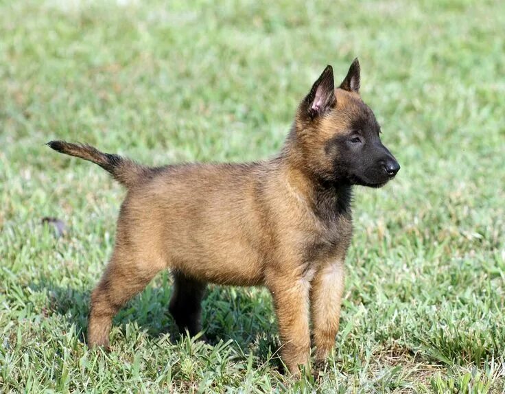 Порода овчарки малинуа фото Pin on s'cute Belgian malinois, Belgian malinois puppies, Malinois puppies