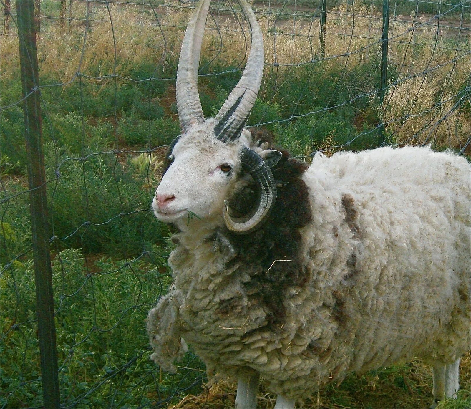 Порода овец с длинными ушами фото IMG_1060.JPG (1600 × 1389) Sheep breeds, Jacob sheep, Sheep