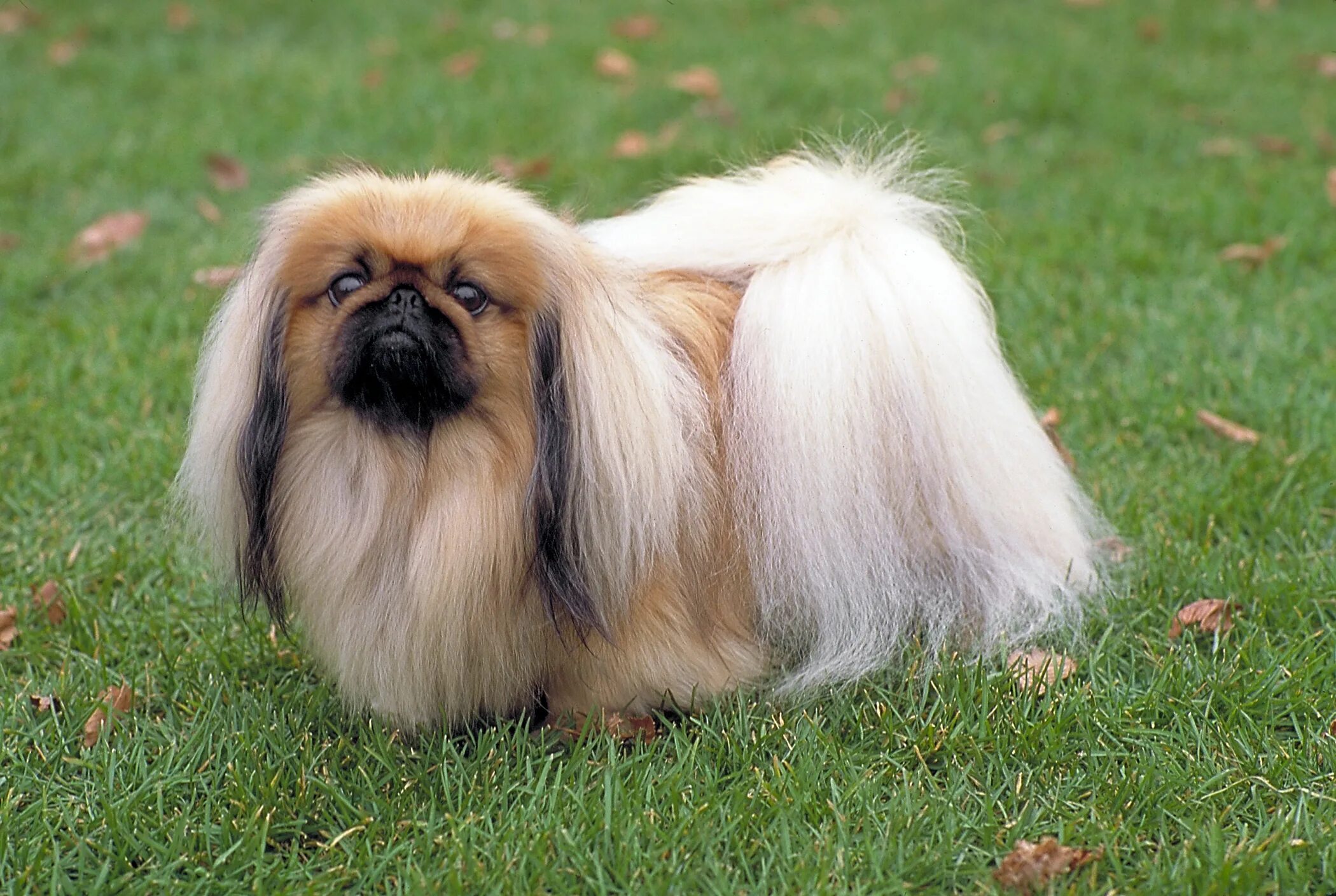 Порода пекинес фото щенки Longhaired Pekinese on the grass Desktop wallpapers 1024x1024