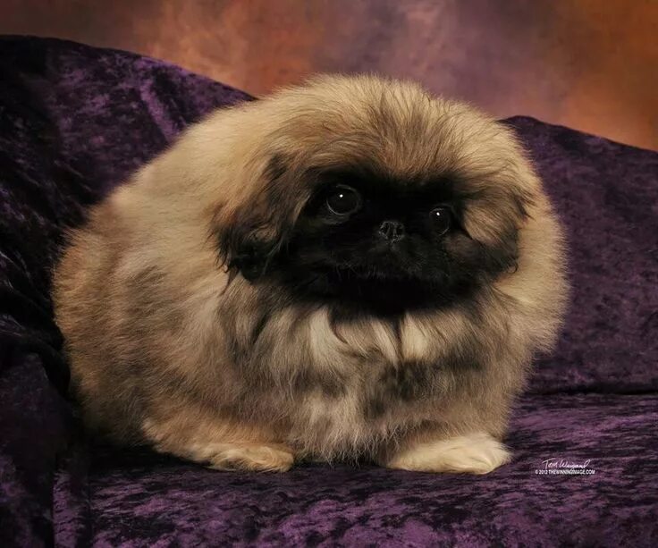 Порода пекинес фото щенки Pin on animais Pekingese puppies, Pekingese dogs, Pekingese