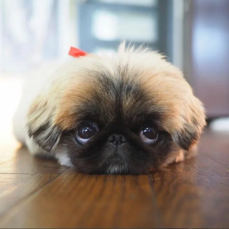 Порода пекинес фото щенки цена Pin on ♥ I Love Pekingese ♥ Cute dogs, Pekingese puppies, Pekingese dogs