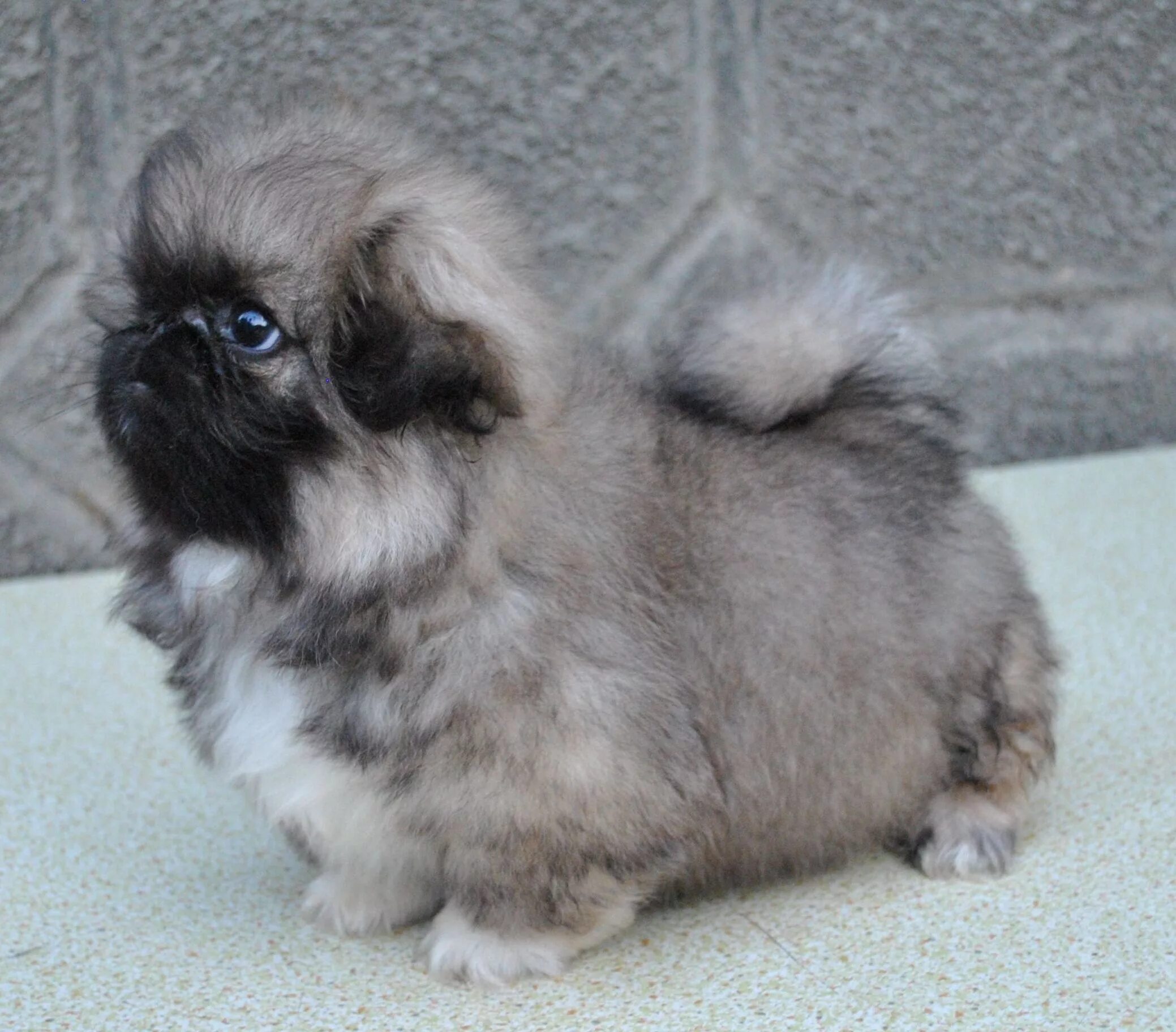 Порода пекинес фото щенки цена Grey little Pekingese Desktop wallpapers 1920x1200