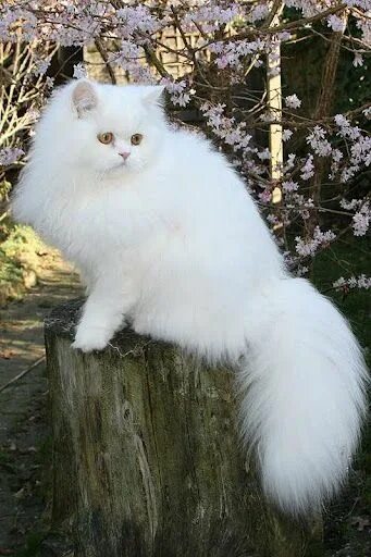 Порода пушистых кошек фото White Persian Angora cats, Beautiful cats, Cute cats