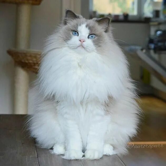 Порода пушистых кошек фото Meet Aurora, The Fluffy Cat Princess