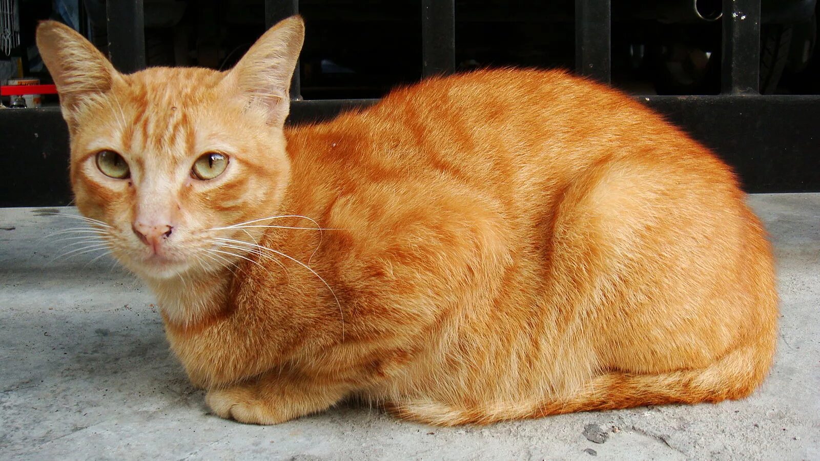 Порода рыжих кошек фото с названиями File:Kucing belang jingga (orange mackerel tabby cat).JPG - Wikimedia Commons